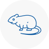 Rat Control Catford