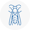 Catford Wasp Nest Removal